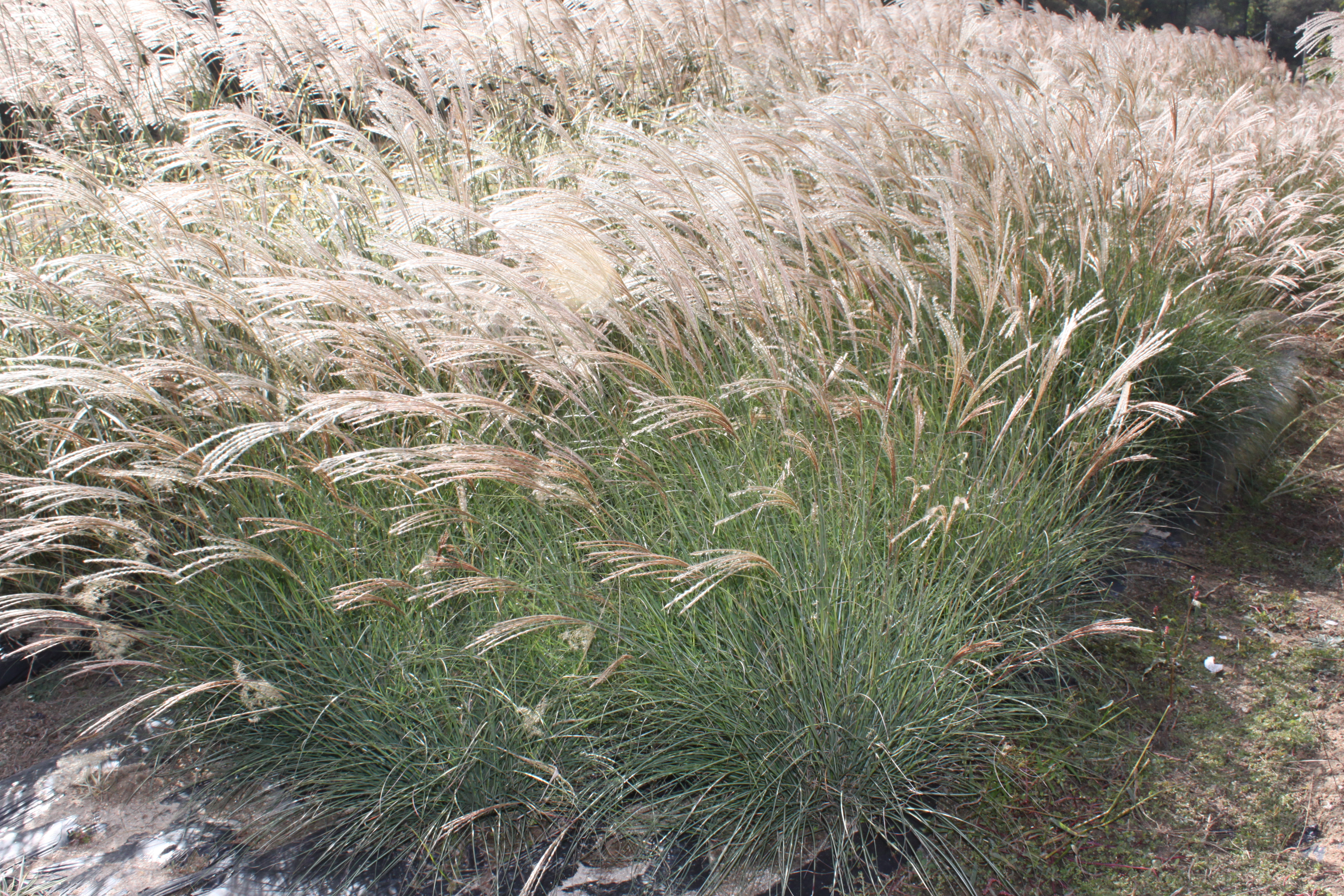 Miscanthus sinensis 'Adagio'